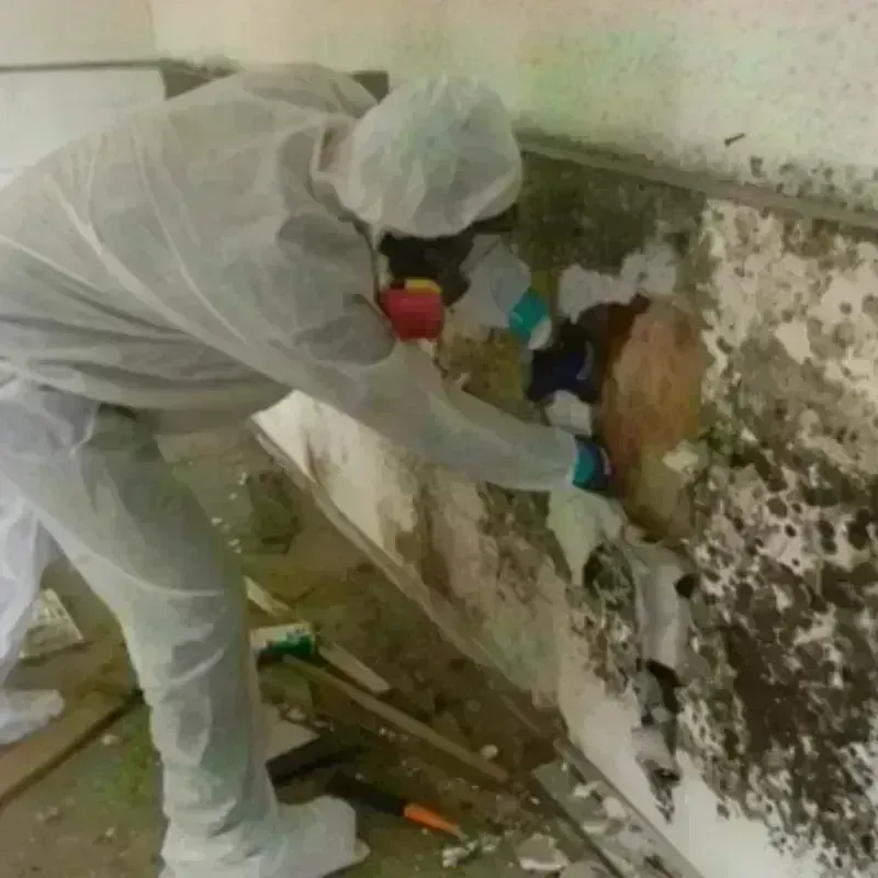 Mold Remediation and Removal in Atlanta, IL